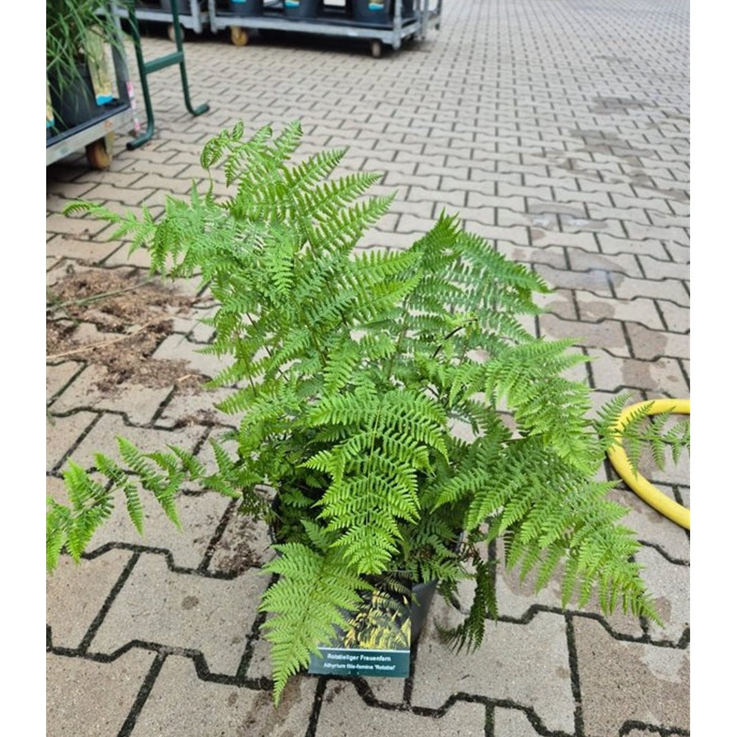 Strutbräken – Athyrium f.-f. 'Rotstiel' - C5